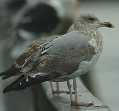 Goéland argenté