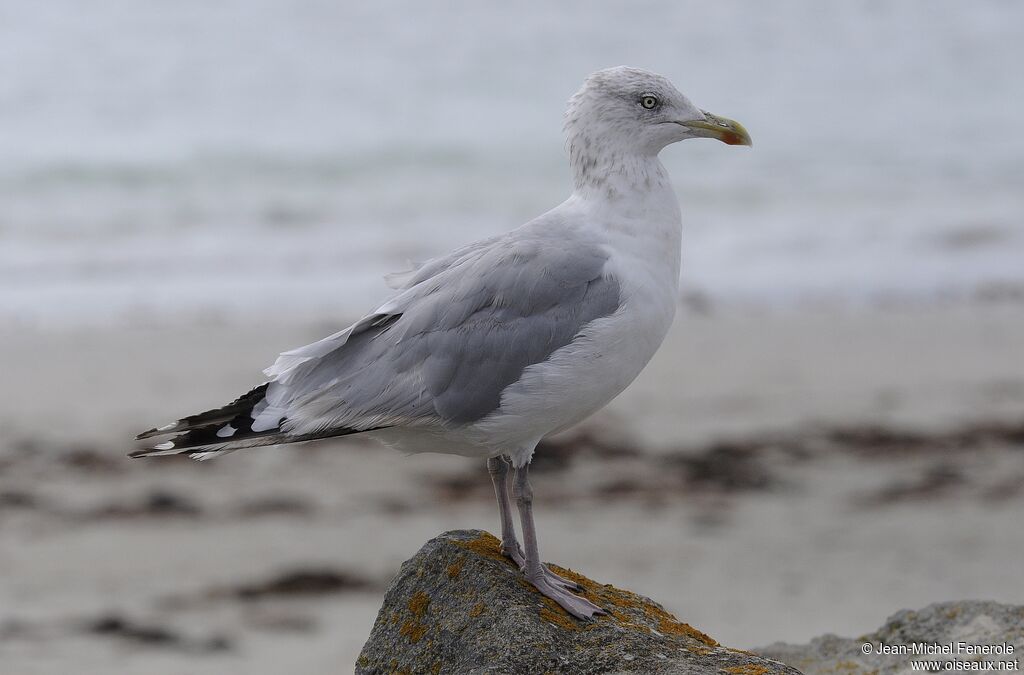 European Herring Gull