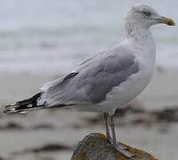 European Herring Gull