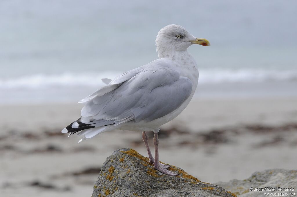 European Herring Gull