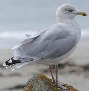 European Herring Gull