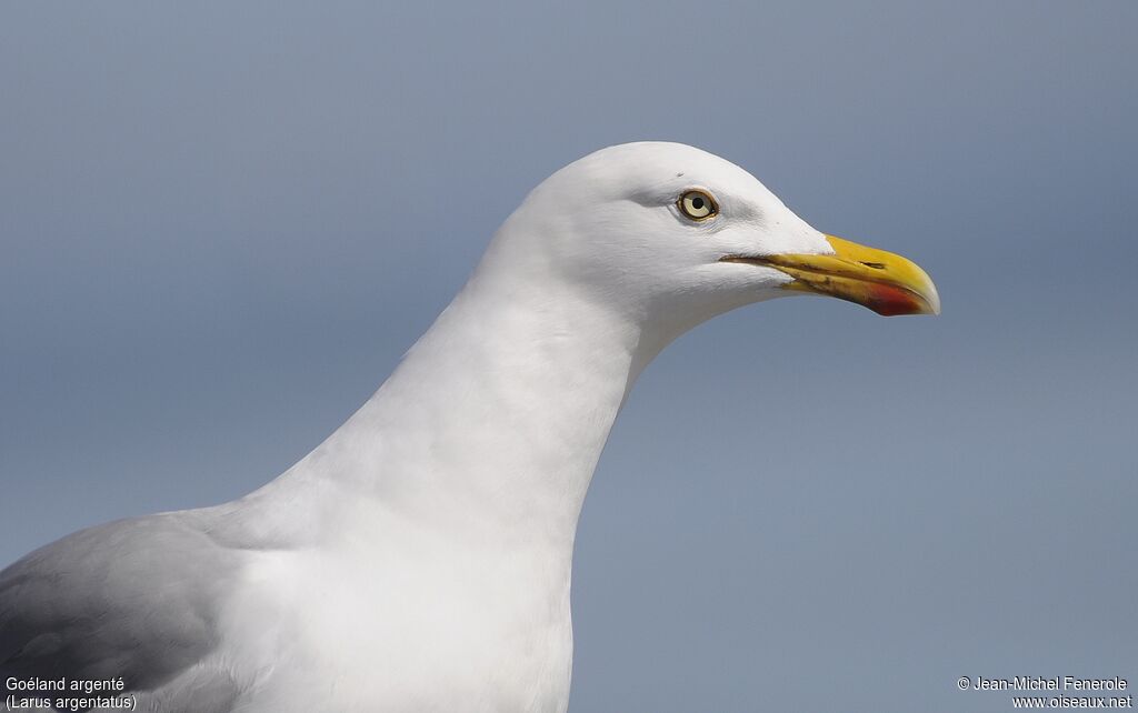 European Herring Gull