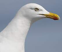 European Herring Gull