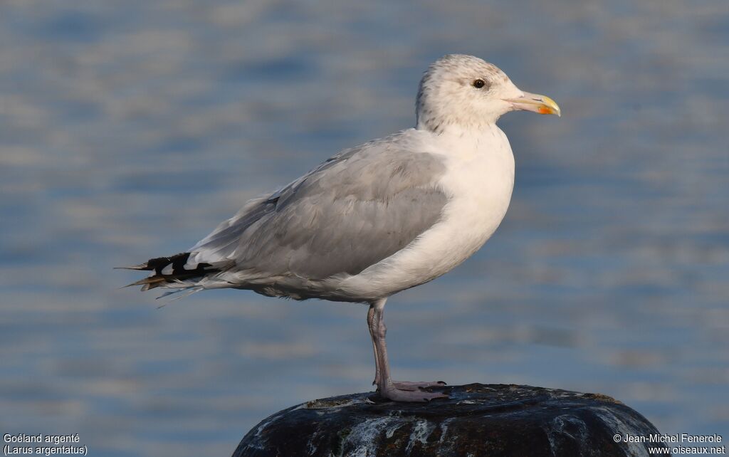 European Herring Gull