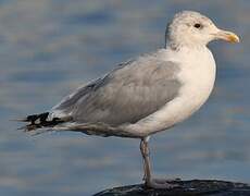 European Herring Gull