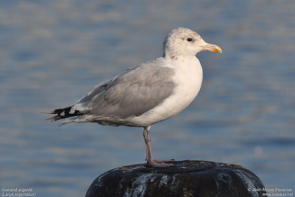 European Herring Gull