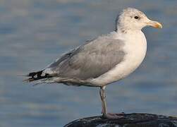 European Herring Gull