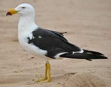 Pacific Gull