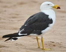 Pacific Gull