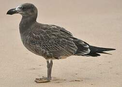 Pacific Gull