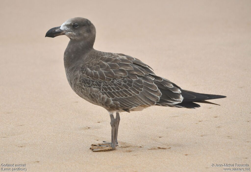 Pacific Gull