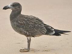 Pacific Gull