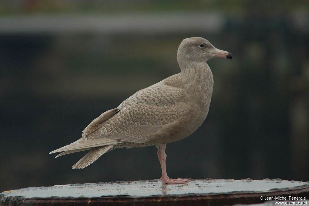 Glaucous GullFirst year