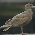 Goéland bourgmestre
