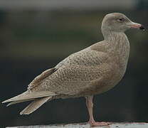 Glaucous Gull