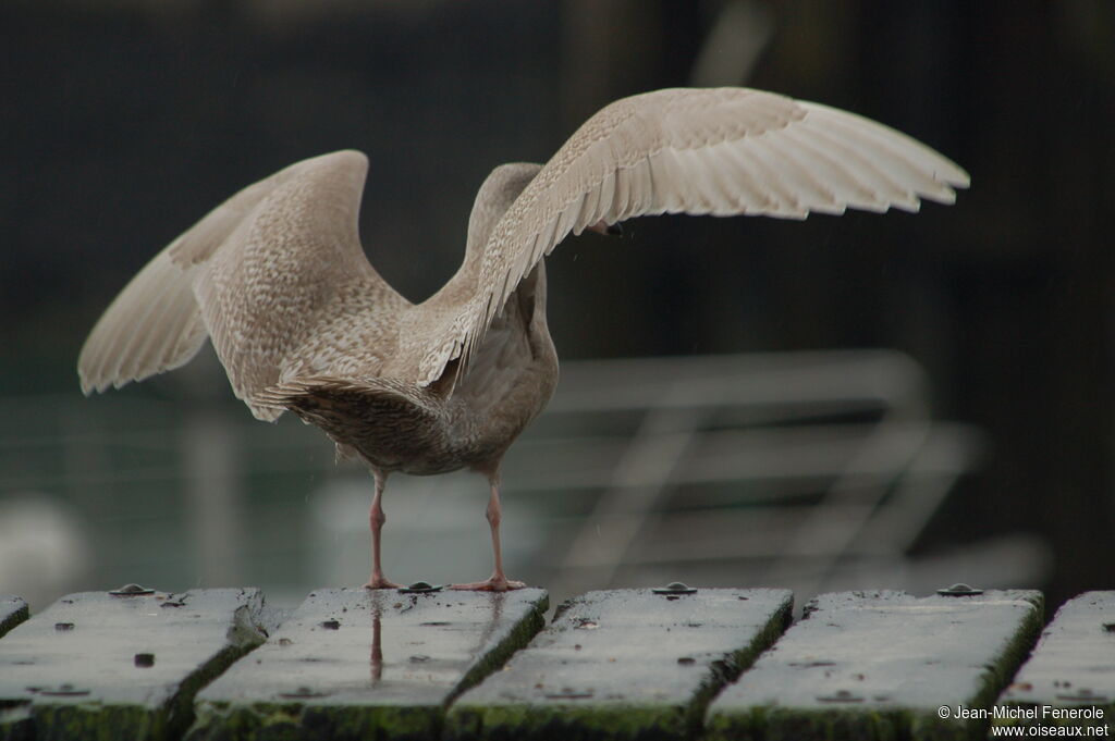 Glaucous Gull