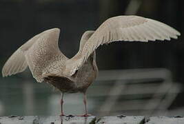 Glaucous Gull