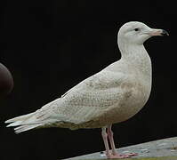 Glaucous Gull