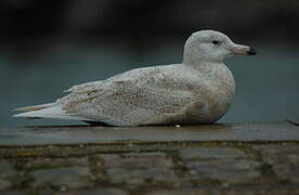 Glaucous Gull