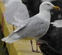 Glaucous Gull