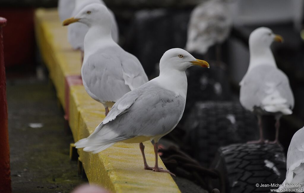 Glaucous Gull