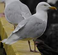 Glaucous Gull