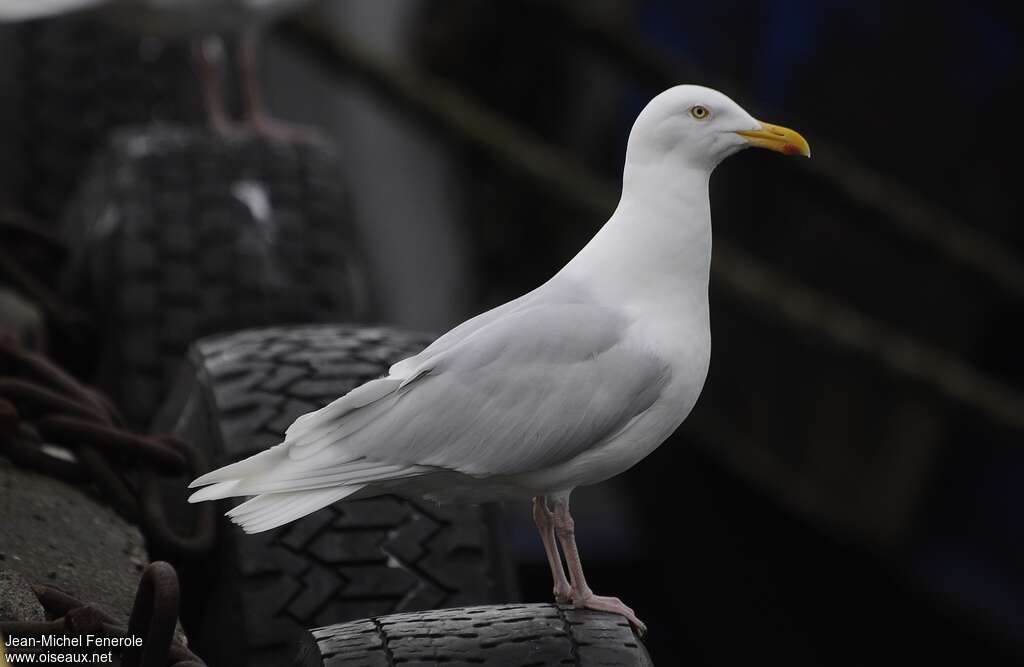 Glaucous Gulladult breeding, identification