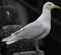 Glaucous Gull