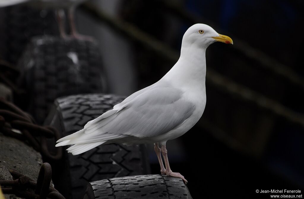 Glaucous Gulladult breeding, identification