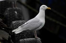 Glaucous Gull