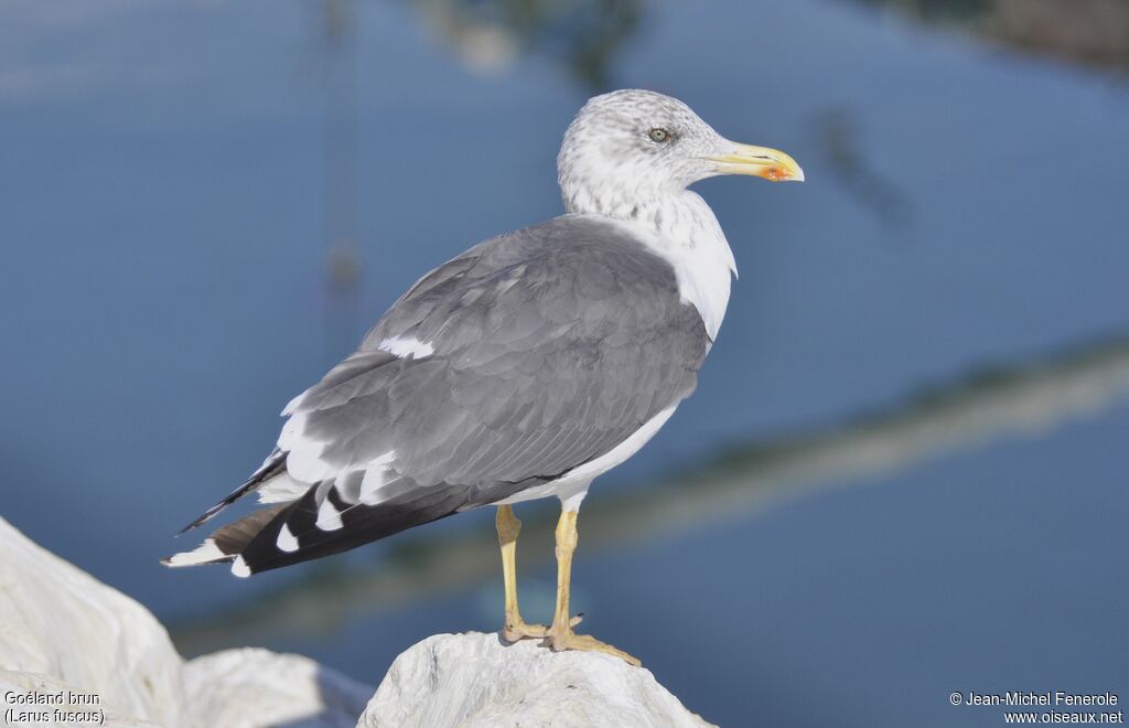 Lesser Black-backed Gull