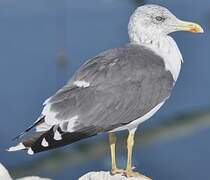 Lesser Black-backed Gull