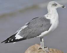 Lesser Black-backed Gull