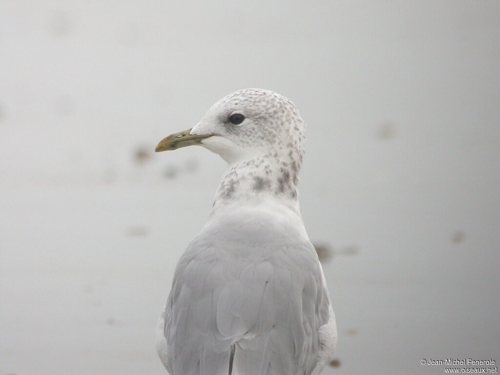 Mew Gull