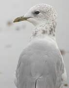 Mew Gull