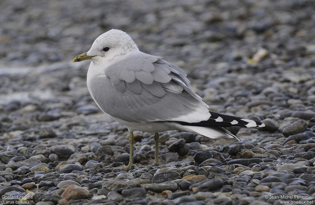 Mew Gull