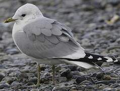 Common Gull