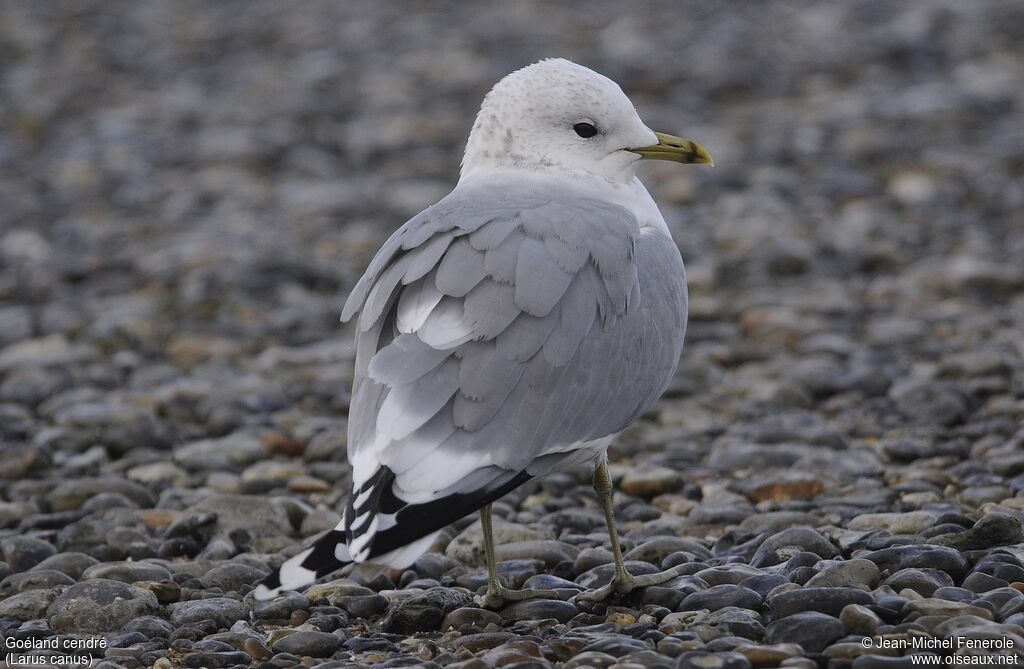 Mew Gull