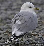 Mew Gull