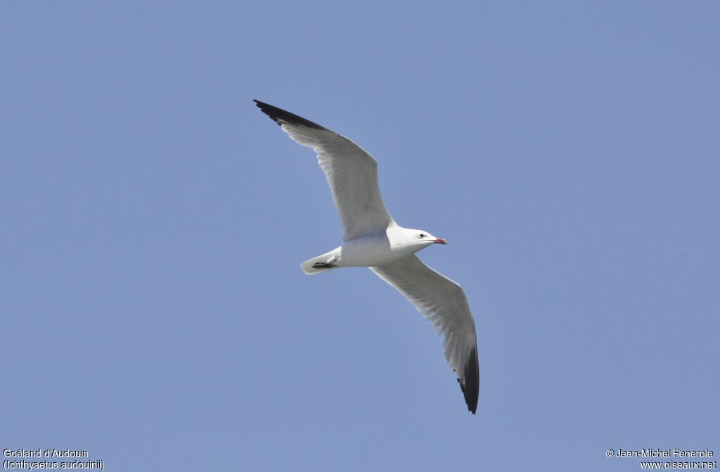 Goéland d'Audouin