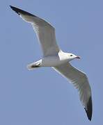 Audouin's Gull