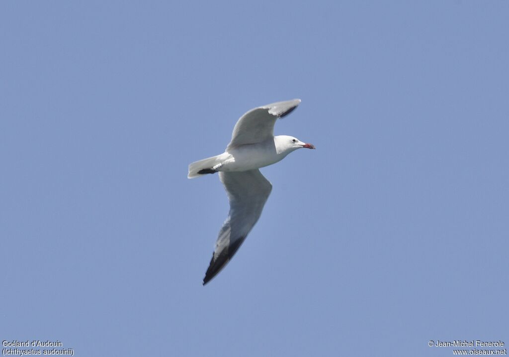 Audouin's Gull