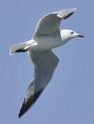 Audouin's Gull