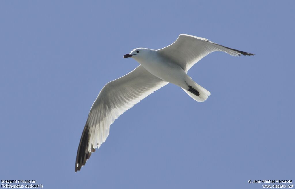 Audouin's Gull