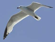 Audouin's Gull