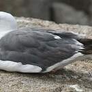 Goéland d'Audubon