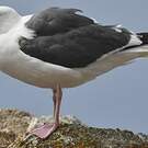 Goéland d'Audubon