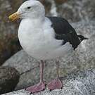 Goéland d'Audubon