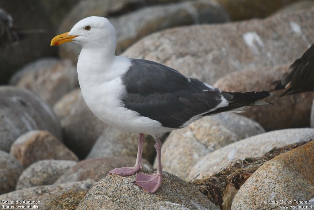 Western Gull