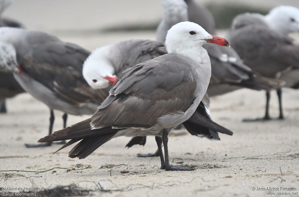 Heermann's Gull